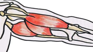 努力して筋トレしているのに筋肉が思うようにつかない！そうならないために大切なこととは？